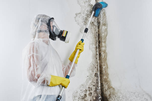 Best Industrial Mold Remediation in Cool Valley, MO