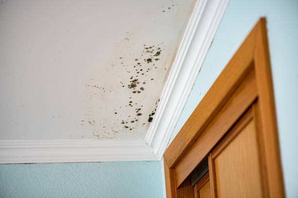 Best Bathroom Mold Remediation in Cool Valley, MO