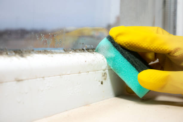 Best Attic Mold Remediation in Cool Valley, MO