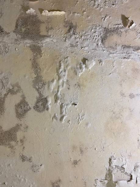 Best Industrial Mold Remediation in Cool Valley, MO