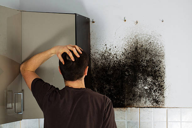 Best Post-Flood Mold Remediation in Cool Valley, MO
